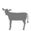 calf-small (PNG - 4kb)